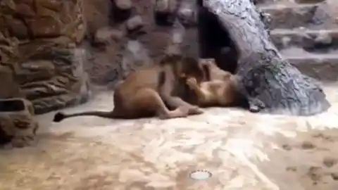 Impresionante Video de león matando una leona a la vista de todos en el zoo