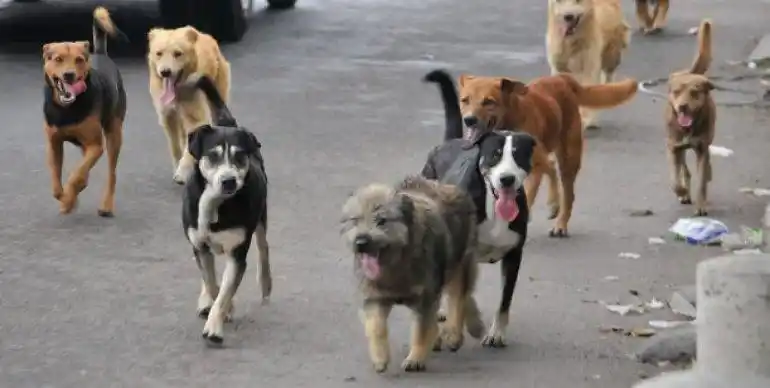 El estado de los animales callejeros, la preocupación de los proteccionistas