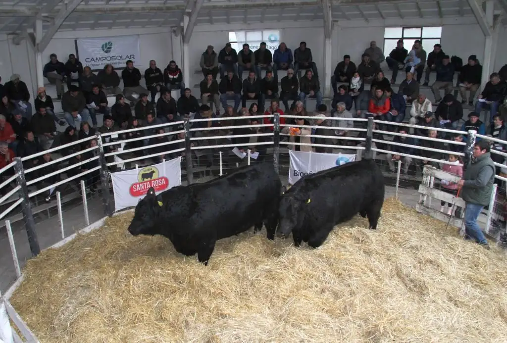 santa rosa toross