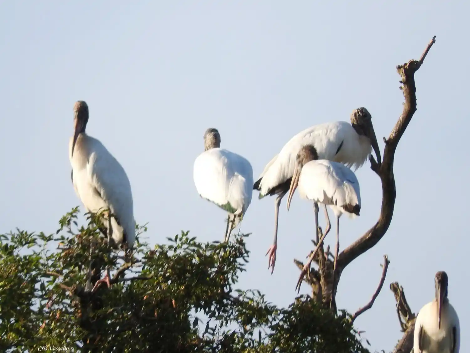 Habitantes de humedales del departamento Concordia