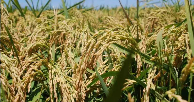 Fortuna petizo, el nuevo arroz desarrollado en San Javier