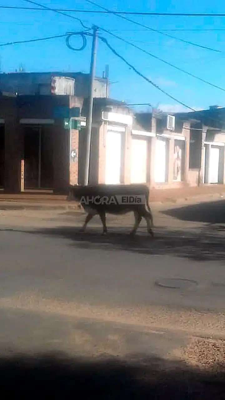 Filman y fotografían a una vaca deambulando por las calles de Gualeguaychú