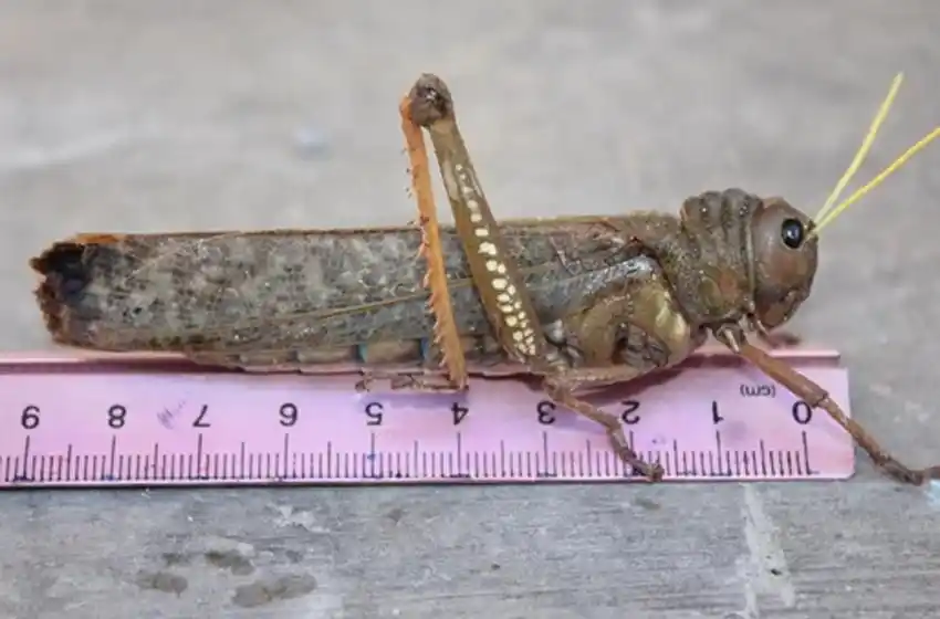 Córdoba sufre la mayor invasión de tucuras