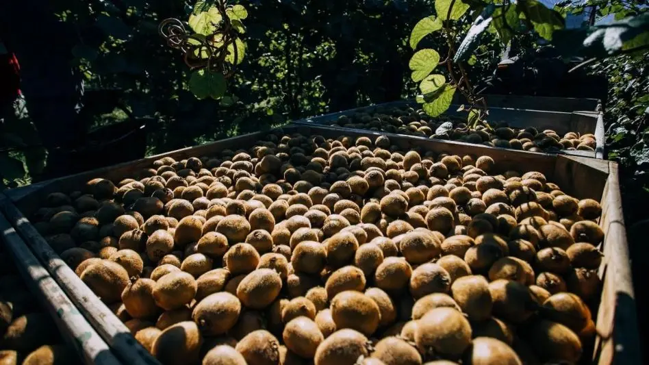 Importantes avances en la producción de kiwi en Mar del Plata y Miramar