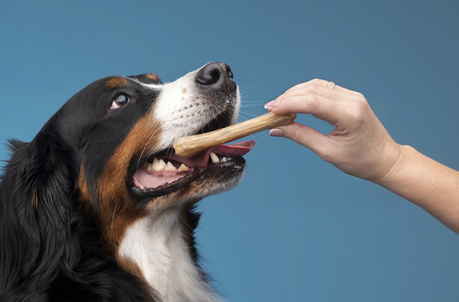 La salud bucodental en las mascotas