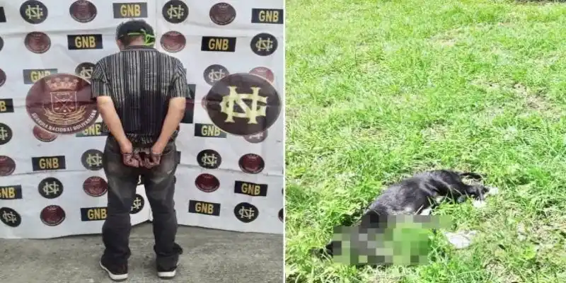 Cárcel para hombre que tiró al perro de su hija de un piso 8 en Bolívar