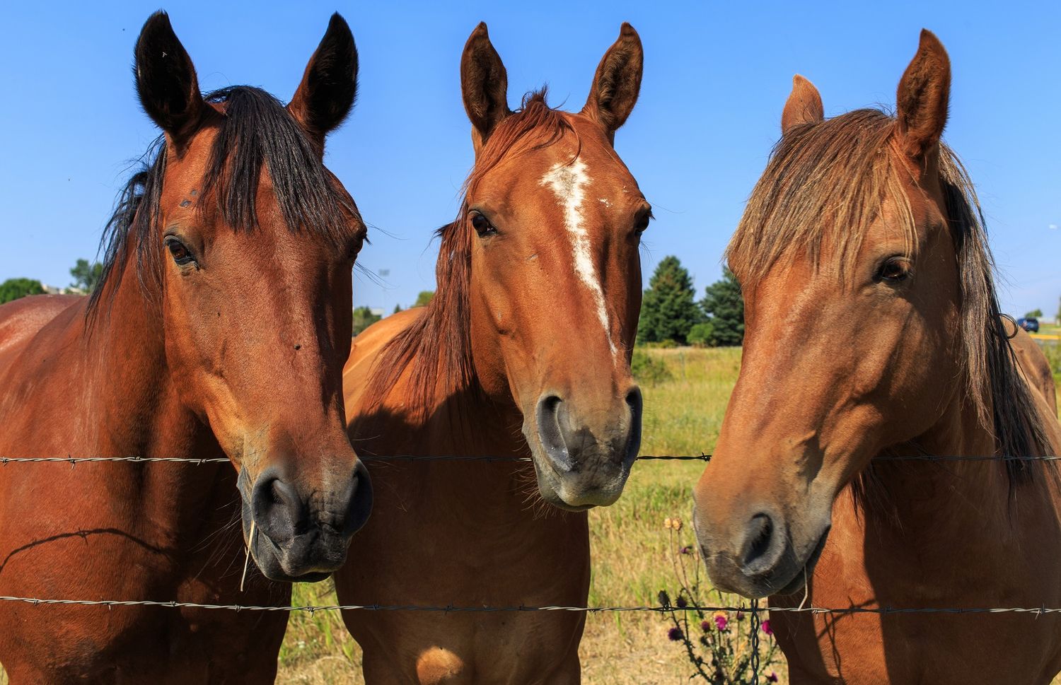 Encefalomielitis equina: suman 683 brotes positivos de la enfermedad