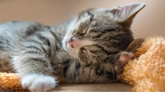 ¿Por qué tu gato hace pis fuera del arenero y cómo solucionarlo con un truco casero?