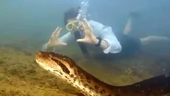 ¡UNA BARBARIDAD! La serpiente más grande del mundo fue descubierta en la selva amazónica (VIDEO)