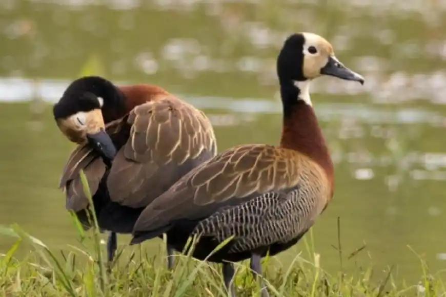 El STJ falló contra la Provincia y anuló la resolución que habilitaba la caza de especies autóctonas