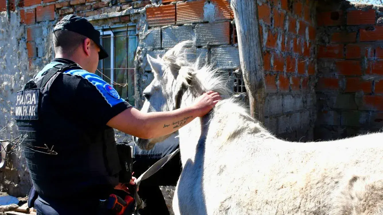 La investigación se inició tras la denuncia por robo de caballos de polo.