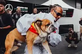 Lewis Hamilton despidió a Roscoe, su bulldog que lo acompañó durante los últimos 12 años.