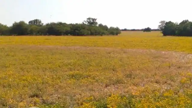 Un llamativo círculo apareció en un campo entrerriano