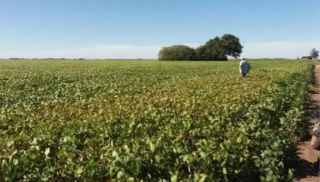Estiman que ya se perdieron 2 millones de toneladas de soja en la zona núcleo por el clima