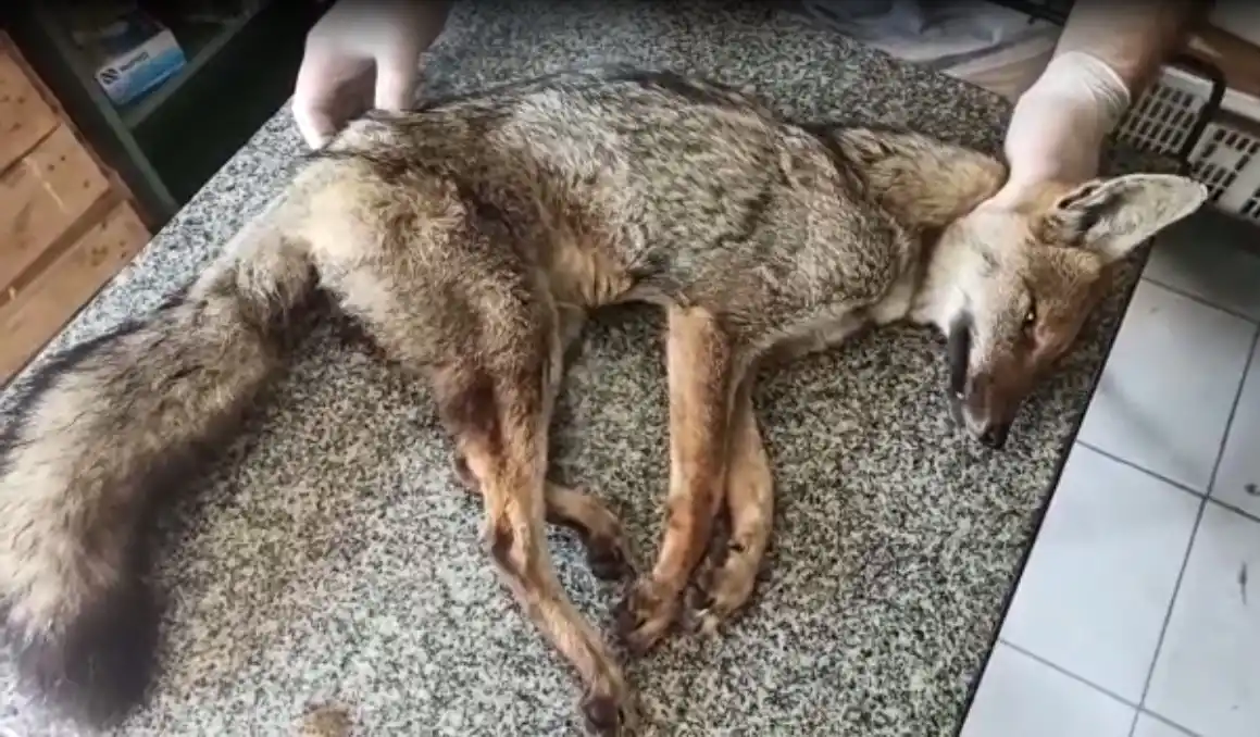 Hallaron tres zorros con moquillo y toxoplasmosis, y exaltaron la necesidad de cuidar el medioambiente