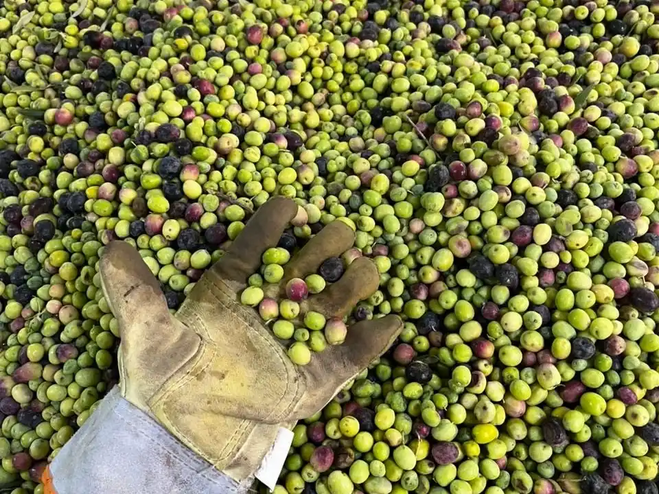 El origen de cada botella comienza en este momento: en la unión de la tierra, la cosecha y nuestras manos.