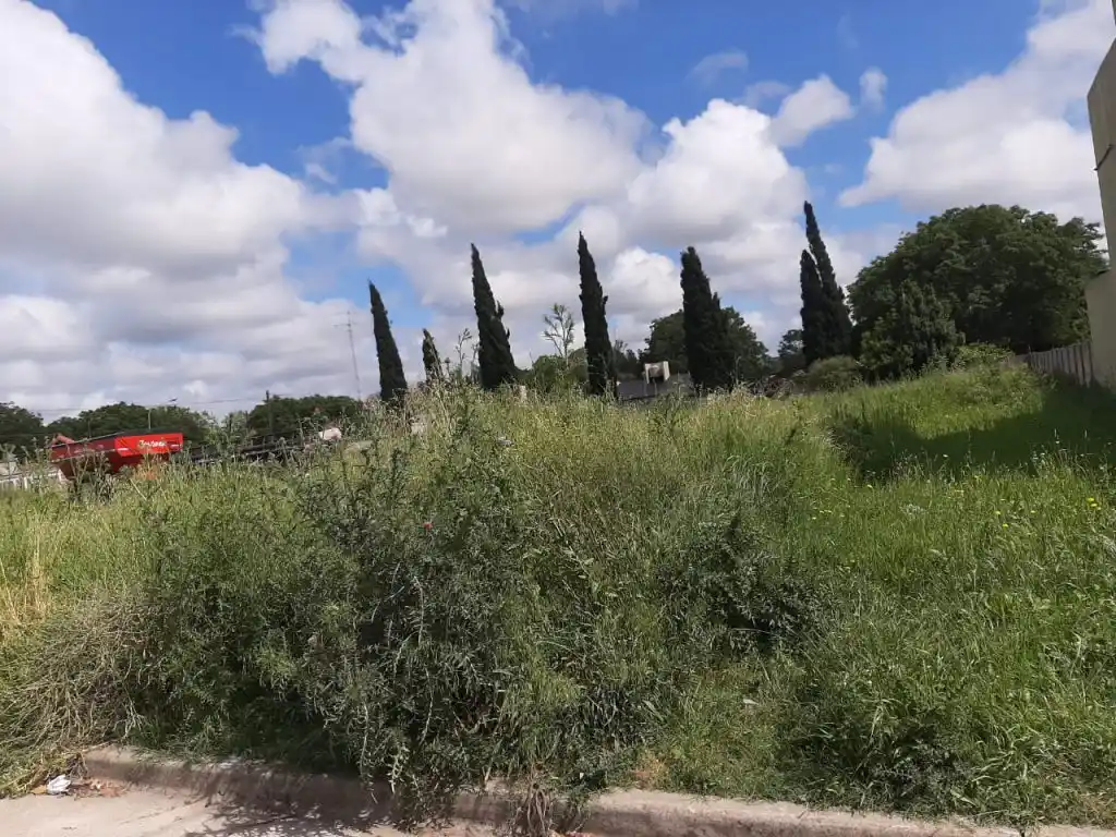 Terreno sin mantenimiento