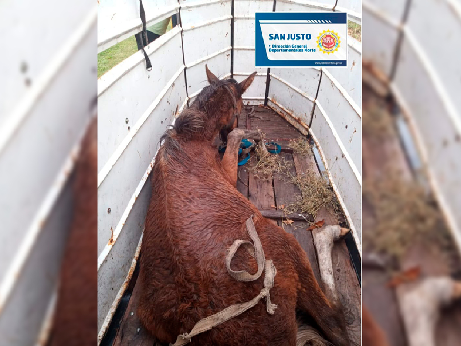 Maltrato animal: allanamiento y un potrillo rescatado