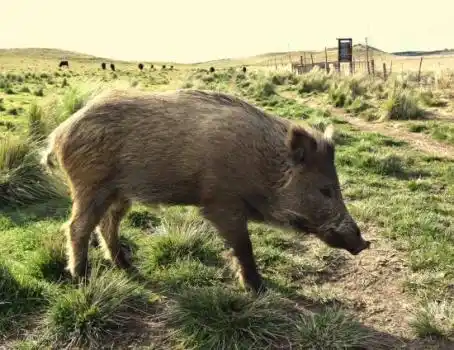 Preocupación por al proliferación de chanchos salvajes en sectores agropecuarios