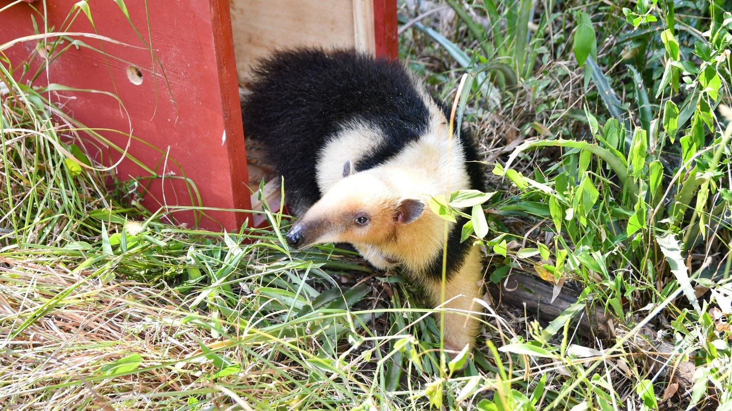 Fauna