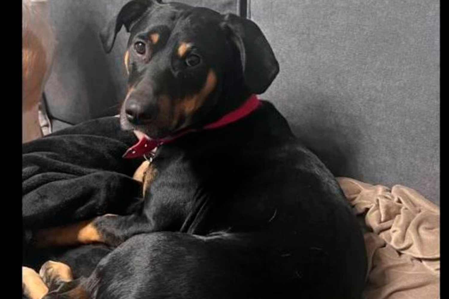 Buscan a Toto