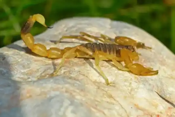 ¿Cómo reconocer alacranes y cómo actuar ante picaduras? Lanzaron una APP con toda la data