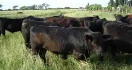 Destete precoz y pasturas fertilizadas para una rentabilidad estable