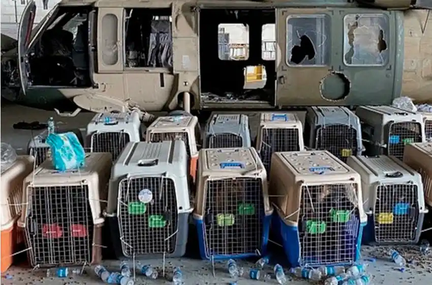 Denuncian que Estados Unidos abandonó a sus perros de servicio en el aeropuerto de Kabul