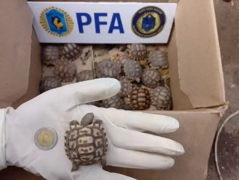 La Plata: Rescataron a más de 300 aves y reptiles en peligro de extinción