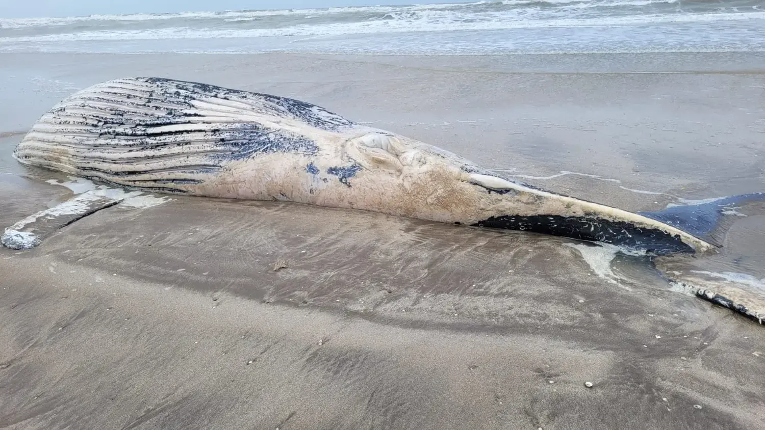 Encontraron una ballena jorobada sin vida en la costa de Mar Chiquita