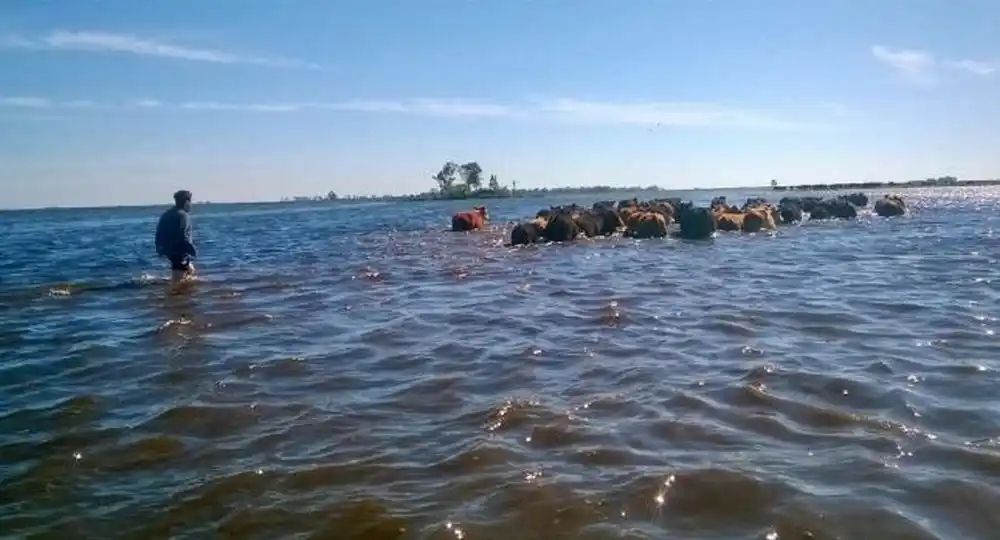 Por las inundaciones, en General Villegas cerraron 58 tambos