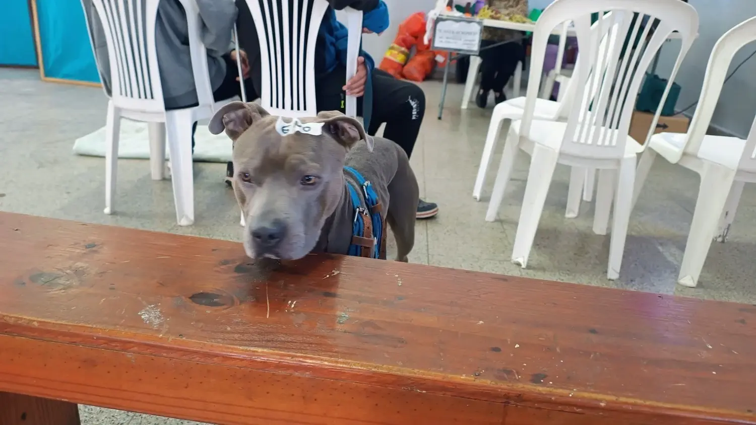 Buen balance en la salud animal: las castraciones en Rafaela aumentaron casi un 65% en un año