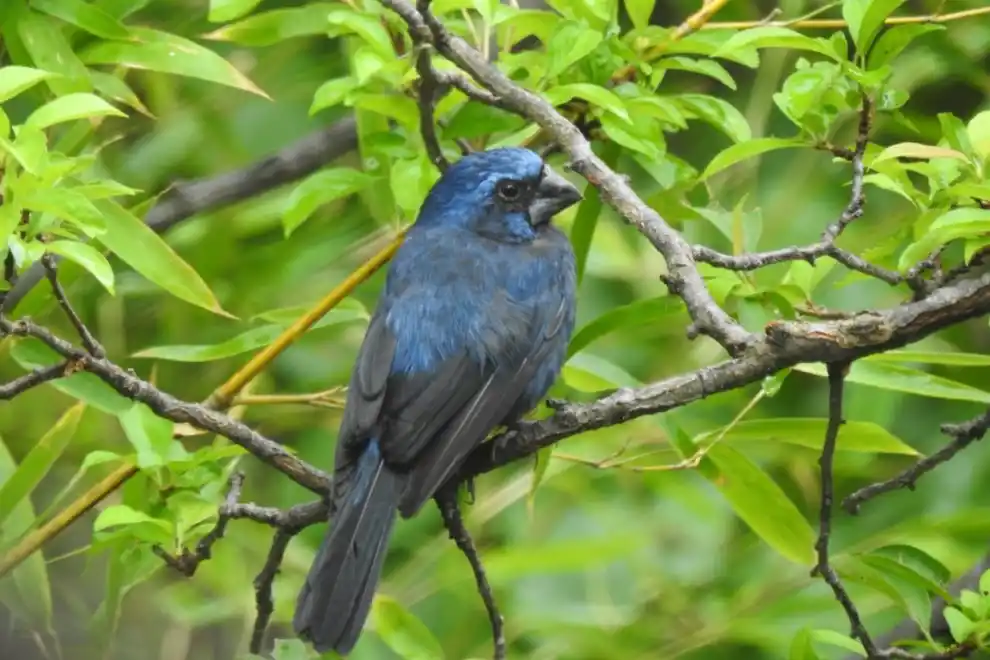 Rescataron aves del cautiverio en El Fuertecito