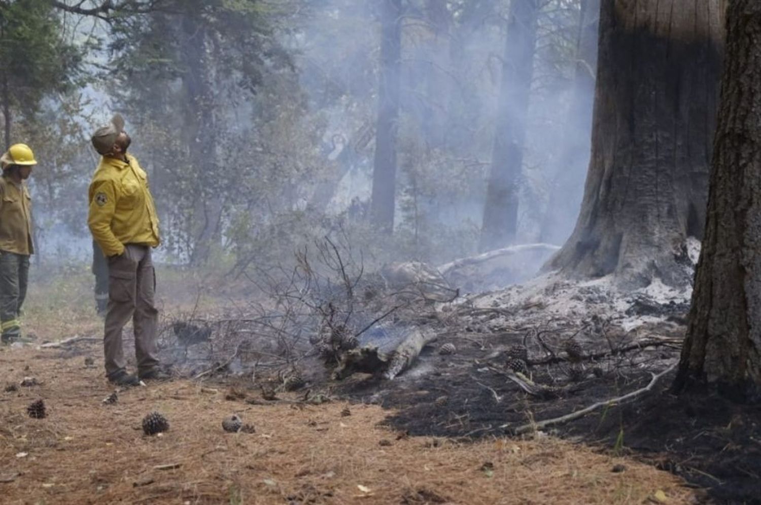 Chubut: planifican la restauración de los bosques afectados por los incendios