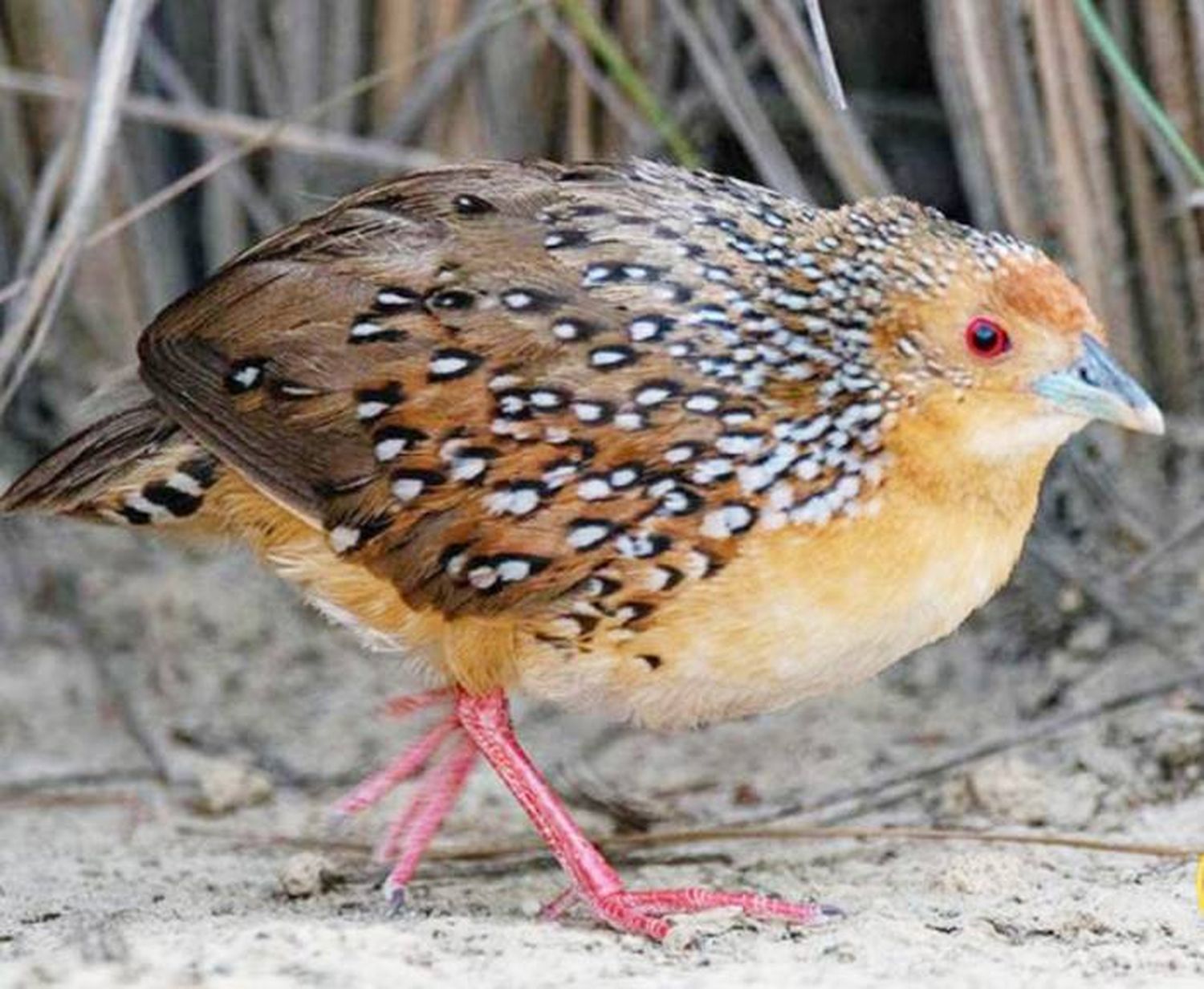 Descubren en Misiones especie de ave nunca vista en el país