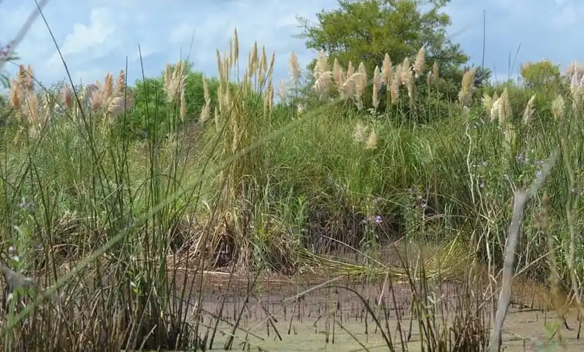 Jornada de control de especies exóticas en la Reserva Natural de Pilar