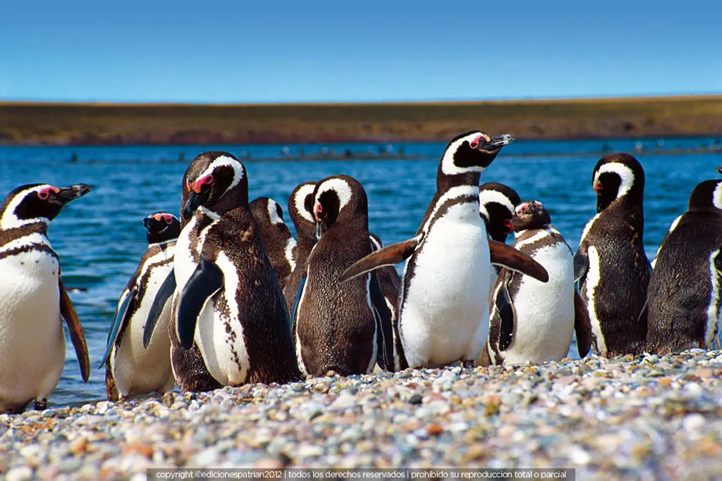 Llegaron los pingüinos a Punta Tombo