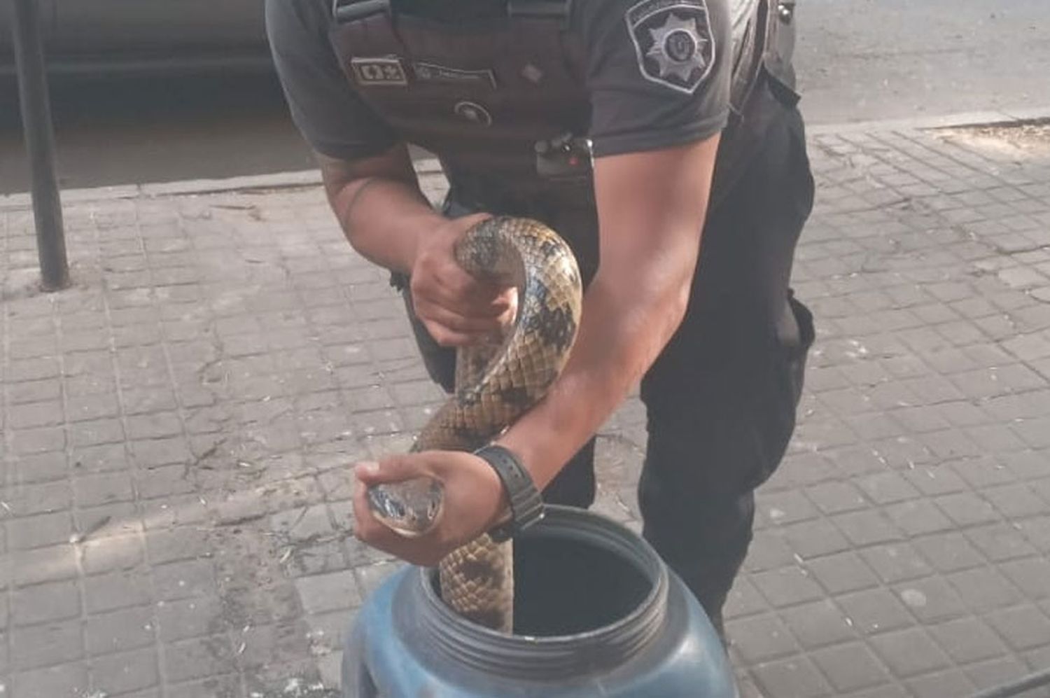 Mediante maniobras. personal de Fauna procedieron a su captura.