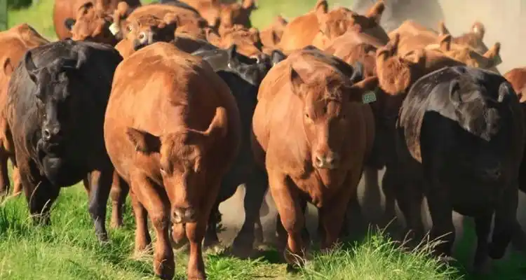 Faenaron cinco vacas de un campo camino a Vuelta de Obligado