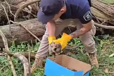Rescataron tres cachorros de puma que eran trasladados ilegalmente en Balcarce