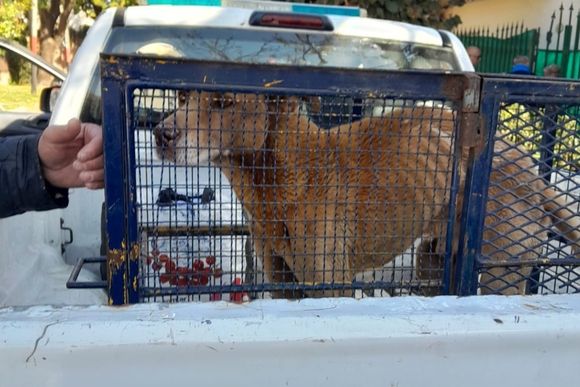 Investigan a una familia de zona norte por maltrato animal