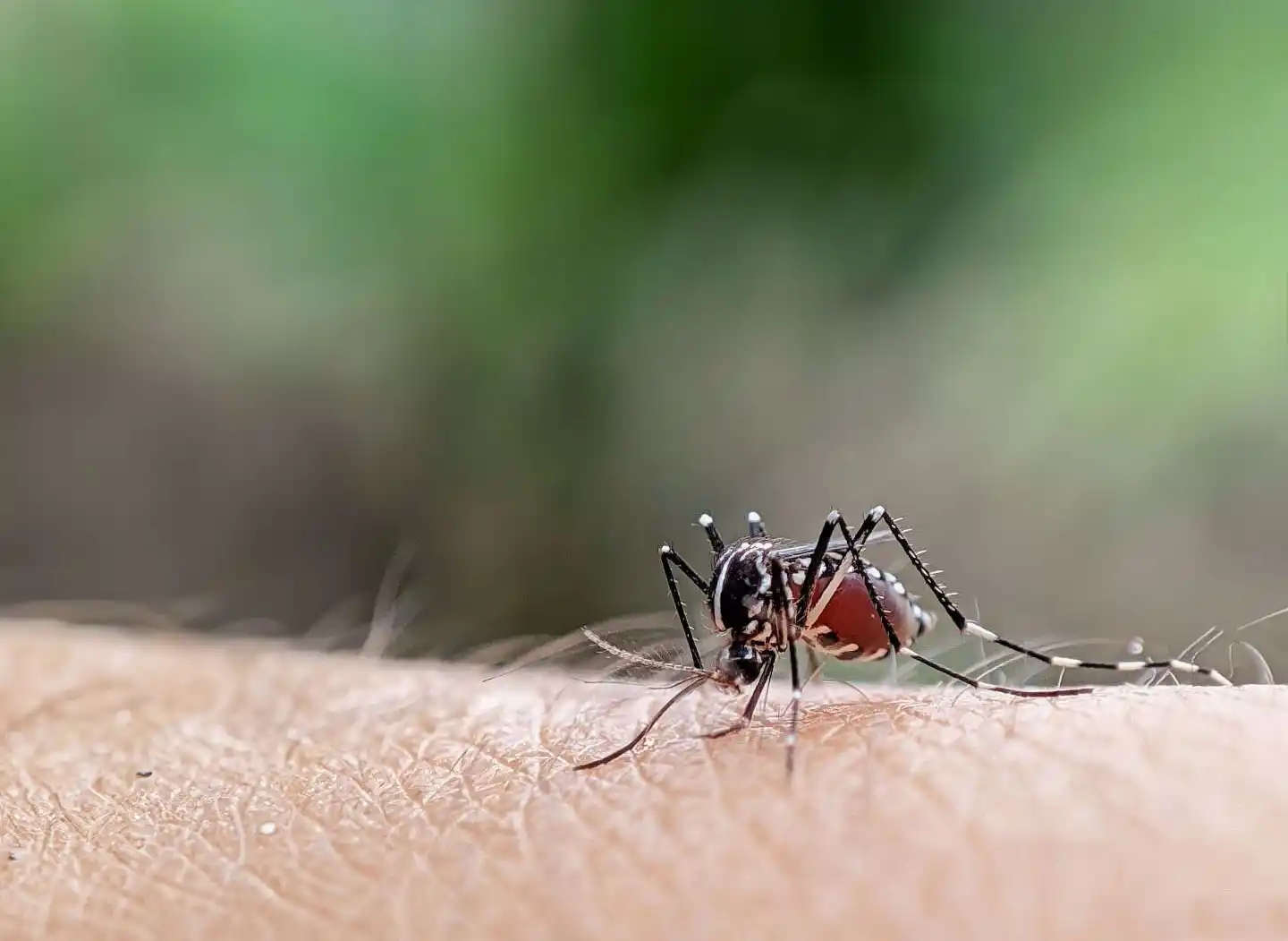 Para evitar la propagación, PAMI subrayó la importancia de eliminar criaderos.