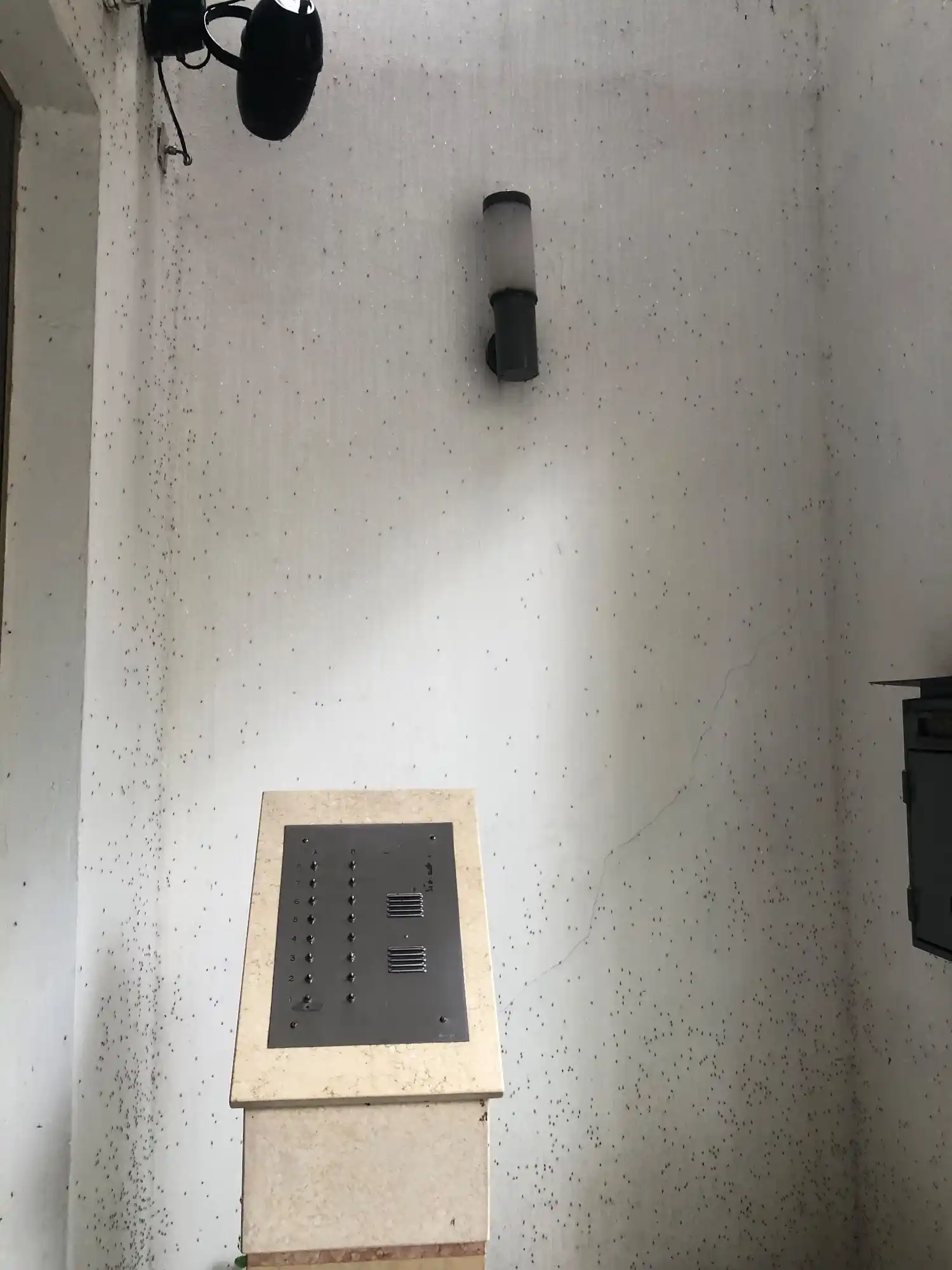 Mosquitos en La Plata.