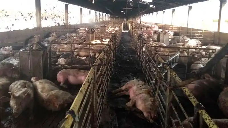 Incendio en un corral mata 800 cerdos y ocasiona pérdidas por $1,5 millones