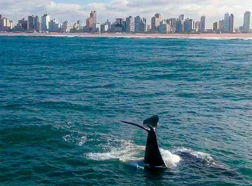 Nuevo show de ballenas cerca de la Escollera
