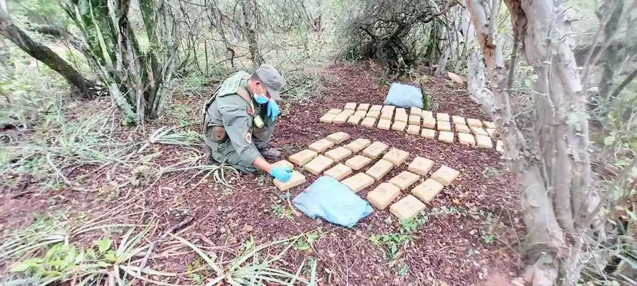 GN halló más de 42 kilos de 
marihuana ocultos entre malezas
