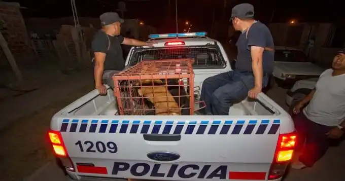 Condenan a la mujer que mató a su bebé y culpó al perro