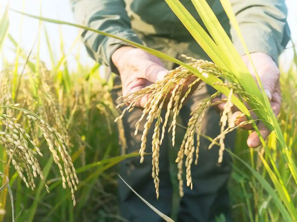 La Bolsa de Cereales reportó que la producción de arroz caería un 19%