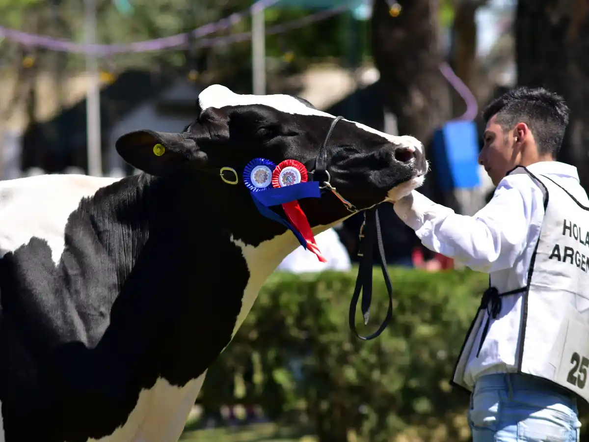 Rural sólo ganadera: organizan jura y remate   