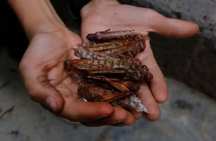 Brasil declara emergencia sanitaria en dos estados por avance de “nube” de langostas